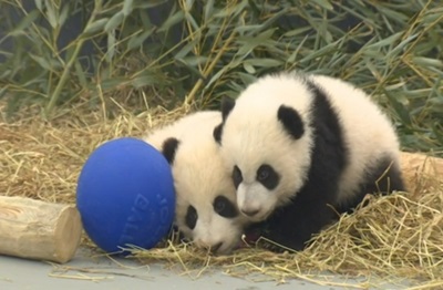 Os filhotes panda Jia Panpan e Jia Yueyue fazem a sua primeira aparição pública no jardim zoológico de Toronto. (CBC)