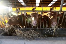 MINISTROS DA AGRICULTURA DO G7 ACORDAM SISTEMA PARA COMBATER DOENÇAS EM ANIMAIS