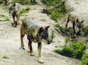 ATAQUES DE LOBOS IBÉRICOS A GADO BOVINO  AUMENTAM A NORTE DO RIO DOURO – ICNF