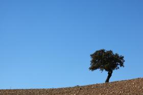 MOVIMENTO DO ALENTEJO PROPÕE “SOLUÇÃO TRANSITÓRIA” PARA AVANÇO DA REGIONALIZAÇÃO