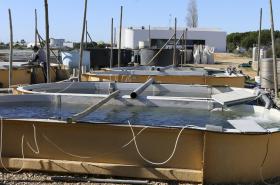 INVESTIGADORES DE AVEIRO CRIAM MÉTODO DE ELIMINAÇÃO DE ANTIBIÓTICO PELA LUZ