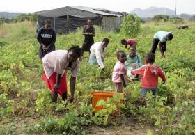 AGRICULTORES MOÇAMBICANOS DEFENDEM PROTEÇÃO DA PRODUÇÃO NACIONAL