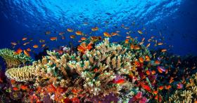 DESCOLORAÇÃO DE CORAL ATINGE 93% DO RECIFE DA GRANDE BARREIRA NA AUSTRÁLIA – CIENTISTAS