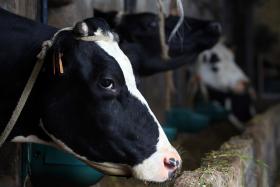 BRUXELAS NÃO ESTÁ A FAZER O SUFICIENTE PARA RESOLVER PROBLEMAS DO LEITE E DA CARNE DE PORCO – CAP