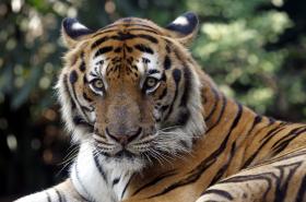 NÚMERO DE TIGRES SELVAGENS AUMENTA PELA PRIMEIRA VEZ EM 100 ANOS