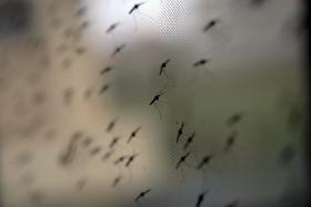 PRIMEIRO INSECTÁRIO IBÉRICO DE ALTA SEGURANÇA VAI NASCER EM LISBOA