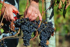 VINHOS DO ALENTEJO PROMOVIDOS EM ANGOLA