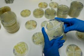 ESTUDO REVELA QUE BACTÉRIAS “SOCIALIZAM” E RECONHECEM O QUE TROCAM ENTRE ELAS