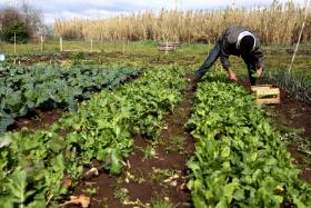 PRODUTORES DIZEM QUE CULTURAS DA PRIMAVERA ESTÃO ATRASADAS E RECEIAM IMPACTO NO SETOR