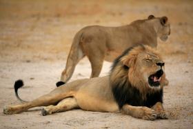 ZIMBABUÉ VAI VENDER ANIMAIS SELVAGENS PARA ENFRENTAR SECA
