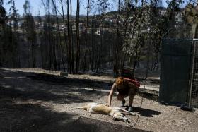 BANCO SOLIDÁRIO ANIMAL ARRANCA ESTE SÁBADO E QUER RECOLHER 250 TONELADAS DE RAÇÃO