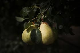 FEIRA DA AGRICULTURA DESTACA FRUTA PORTUGUESA E APOSTA NA RELAÇÃO COM CONSUMIDORES