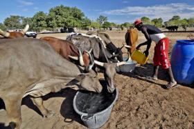 MAIS 900 MIL PESSOAS À ESPERA DE ASSISTÊNCIA ALIMENTAR DEVIDO À SECA EM MOÇAMBIQUE