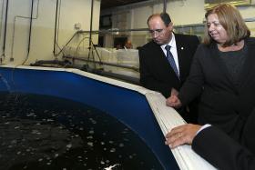MINISTRA DO MAR CONFIANTE NO AUMENTO DA QUOTA DE CAPTURA DE SARDINHA