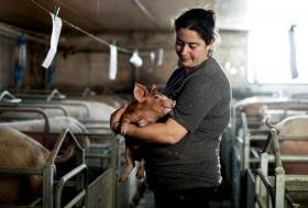 GOVERNO CRIA DUAS LINHAS DE CRÉDITO DE 20MEURO PARA PRODUTORES DE LEITE E DE SUÍNOS