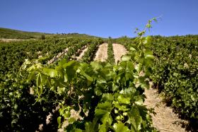 ALENTEJO DECISIVO NO TRAJETO “NOTÁVEL” DO VINHO PORTUGUÊS – MINISTRO DA AGRICULTURA