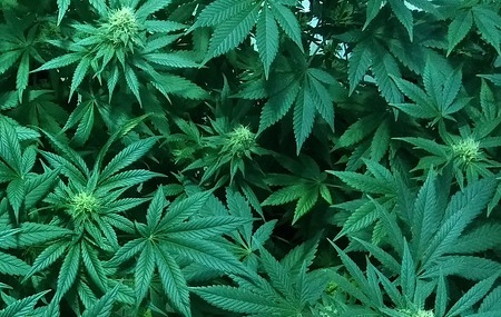 NÚMERO DE CONSUMIDORES DE MARIJUANA MEDICINAL QUADRUPLICOU DESDE QUE OS LIBERAIS VENCERAM A ELEIÇÃO
