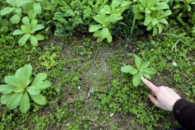 GOVERNO APRESENTA ATÉ 31 DE OUTUBRO ESTRATÉGIA PARA A AGRICULTURA BIOLÓGICA