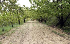 ACT DETETA 25 TRABALHADORES ILEGAIS NA COLHEITA DE FRUTOS EM ALMEIRIM