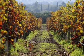 FRANCESES FORAM À DESCOBERTA DO VINHO PORTUGUÊS EM PARIS
