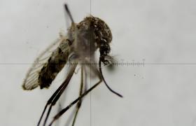 LANÇAMENTO DE ESTUDO SOBRE VÍRUS ZIKA EM RELAÇÃO A MULHERES GRÁVIDAS E CRIANÇAS