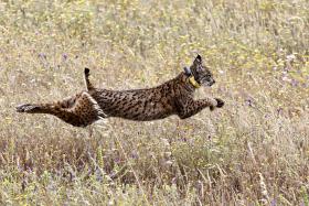 NINHADA DE 4 CRIAS SOBE PARA 22 NÚMERO DE LINCES IBÉRICOS LIVRES EM PORTUGAL