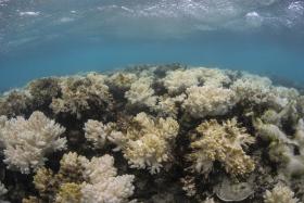 BRANQUEAMENTO DA GRANDE BARREIRA DE CORAL PODE CUSTAR UM MILHÃO DE TURISTAS À AUSTRÁLIA