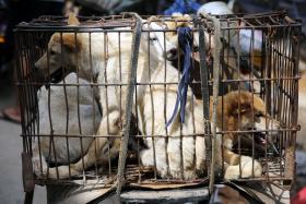 FESTIVAL DE CARNE DE CÃO NA CHINA ARRANCA TERÇA-FEIRA APESAR DOS PROTESTOS