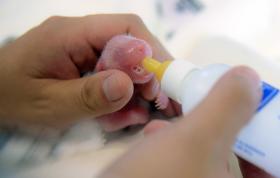 DOIS PANDAS GIGANTES NASCEM PELA PRIMEIRA VEZ EM MACAU