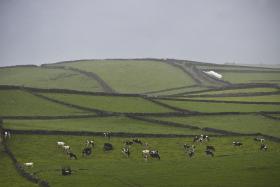 AÇORES EXIGEM METADE DAS AJUDAS DA UE DESTINADAS AO SETOR DO LEITE NACIONAL
