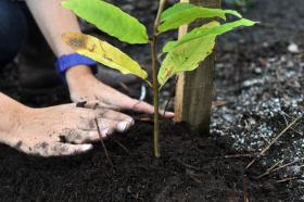 CERCA DE 450 MIL PLANTAS AUTÓCTONES PLANTADAS EM TERRENOS PÚBLICOS EM CINCO ANOS