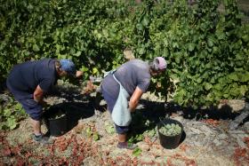 VITICULTORES DO DOURO QUEIXAM-SE DE AVULTADOS PREJUIZOS DEVIDO A CHUVA E GRANIZO