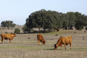 ALENTEJO FOI A REGIÃO MAIS DISPUTADA PELOS CANDIDATOS A VITICULTORES EM 2016