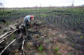 GREENPEACE DENUNCIA DANOS EM FLORESTA CHINESA CLASSIFICADA COMO PATRIMÓNIO DA HUMANIDADE