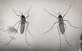 ZIKA: AUTORIDADESDE SAÚDE INVESTIGAM POSSÍVEL CASO CONTRAÍDO NA FLORIDA (EUA)
