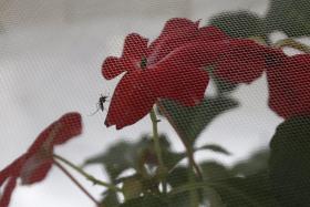 ZIKA: ESTUDO APONTA PARA POSSÍVEIS NOVAS ORIGENS DA MICROCEFALIA NO BRASIL