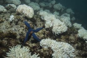 FUNDO MUNDIAL PARA A NATUREZA COMPRA LICENÇA DE PESCA PARA PROTEGER GRANDE BARREIRA DE CORAL