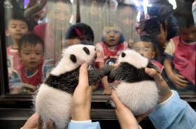PANDAS GÉMEOS DE MACAU CELEBRAM PRIMEIRO MÊS COM PARABÉNS NO BERÇÁRIO