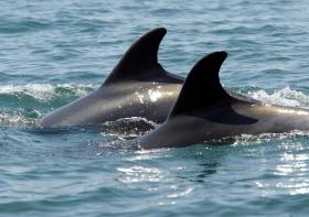 CADÁVERES DE GOLFINHO E BALEIA-ANÃ DÃO À COSTA EM PRAIAS DO SOTAVENTO ALGARVIO