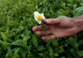 PROJETO QUER POTENCIAR SEGMENTO DE TURISMO DE JARDINS NOS AÇORES