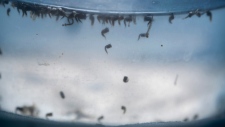O mosquito Aedes aegypti flutua dentro de uma gaiola para mosquito num laboratório em Cucuta, Colômbia - 11 de fevereiro de 2016. (AP Photo / Ricardo Mazalan)