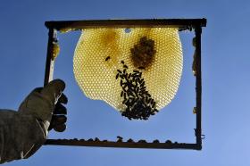 APICULTORES DO ALGARVE ESTIMAM QUEBRA PRÓXIMA DOS 50% NA PRODUÇÃO