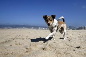 NA ÚLTIMA DÉCADA FORAM PASSADAS 57 MULTAS A BANHISTAS QUE LEVARAM CÃES PARA A PRAIA