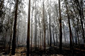 INCÊNDIOS: REUNIÃO URGENTE PARA AVALIAR APLICAÇÃO DE PLANO DE EMERGÊNCIA EM VIANA DO CASTELO