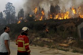 INCÊNDIOS: VIANA PERDE 30% DE FLORESTA E QUER LIMITE PARA REFLORESTAÇÃO