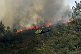 AROUCA PRECISA DE 430 MIL EUROS PARA ALIMENTAÇÃO ANIMAL QUE SUBSTITUA PASTOS ARDIDOS