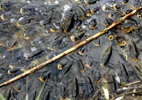 BE QUESTIONA GOVERNO SOBRE AS DESCARGAS SUINÍCOLAS ILEGAIS NA BACIA DO RIO LIS