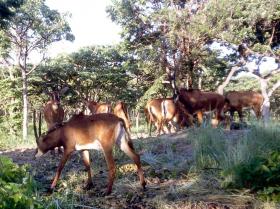 AUTORIDADES ANGOLANAS GARANTEM QUE PALANCAS PROTEGIDAS NÃO FORAM ABATIDAS