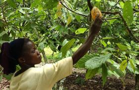 TRABALHO INFANTIL EM PLANTAÇÕES DE CACAU AUMENTA, APESAR DE ESFORÇOS DA ONU