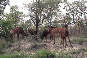 OITO PALANCAS NEGRAS GIGANTES MORTAS POR CAÇADORES FURTIVOS EM ANGOLA
